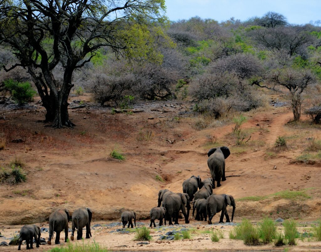 Londolozi elephants