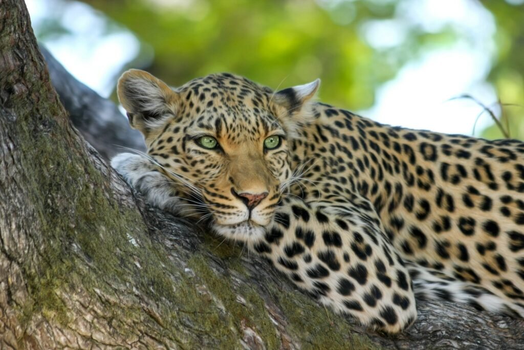 Londolozi leopard