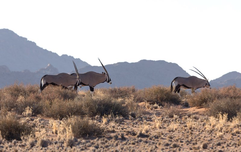 Sossusvlei gemsbok