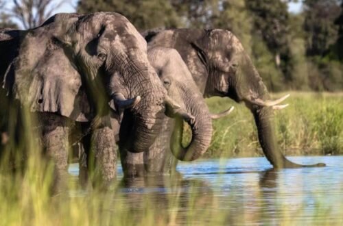 Okavango Delta