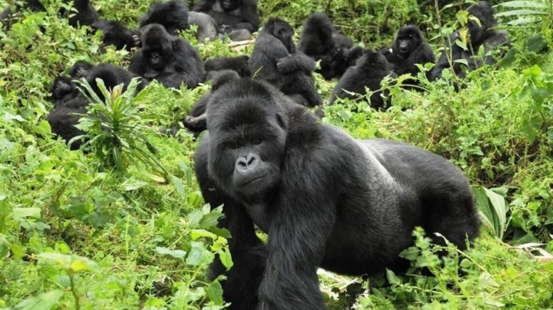 Gorilla trekking