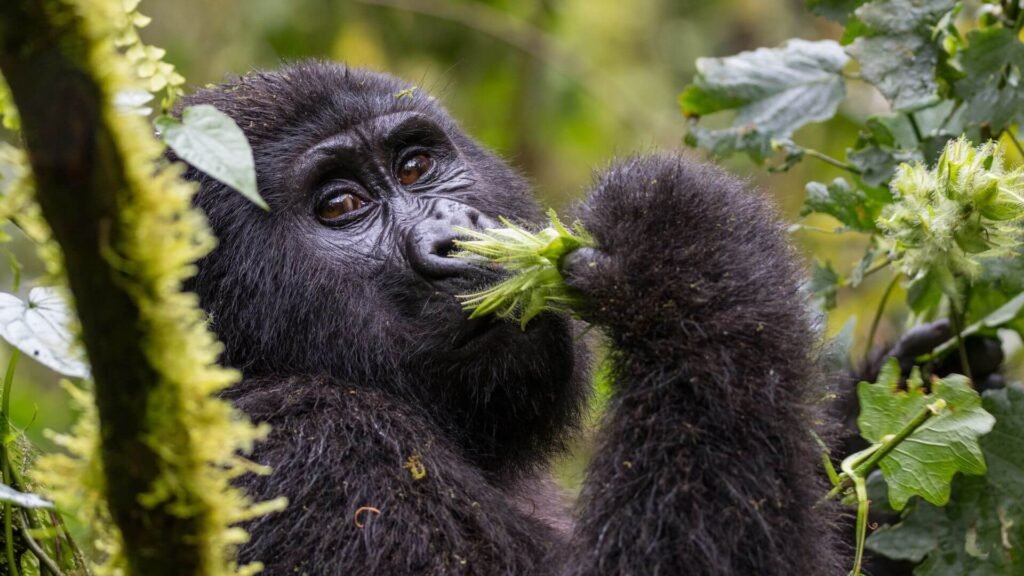 Sanctuary Gorilla Forest Camp