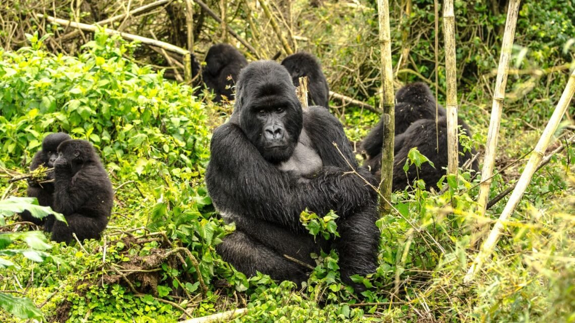 Rwanda's Gorilla Tracking