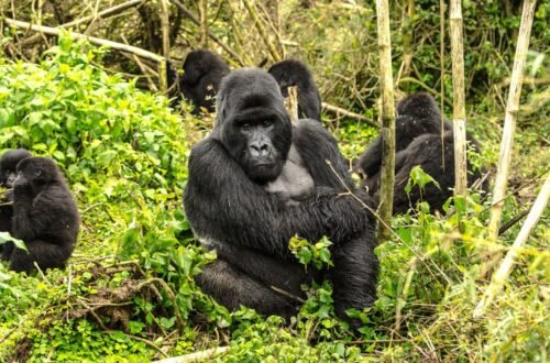 Rwanda's Gorilla Tracking