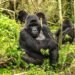 Rwanda's Gorilla Tracking