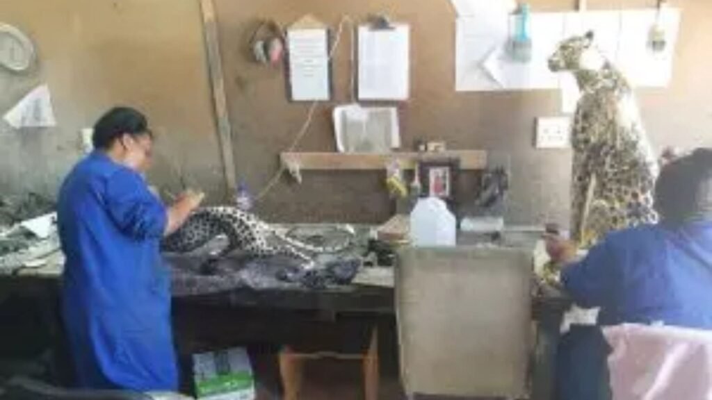 Sculpture and Legacy: The Story Behind Your Cheetah Bronze