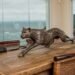 Sculpture and Legacy: The Story Behind Your Cheetah Bronze
