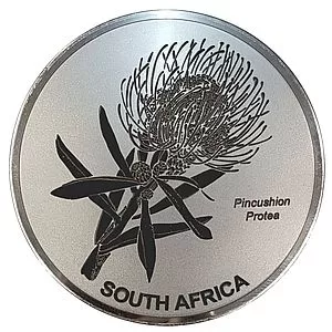 Engraved Pincushion Protea