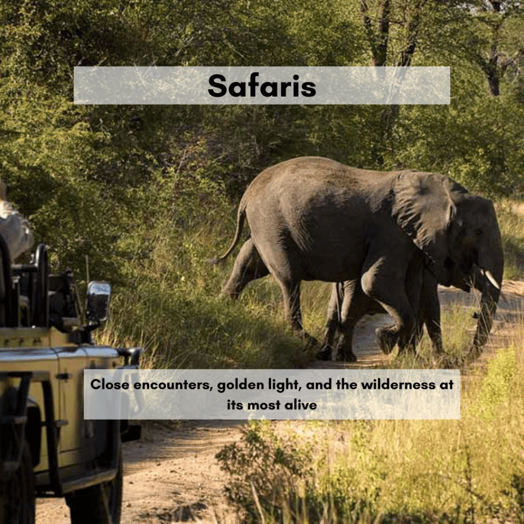 Safari Nala Africa Collection