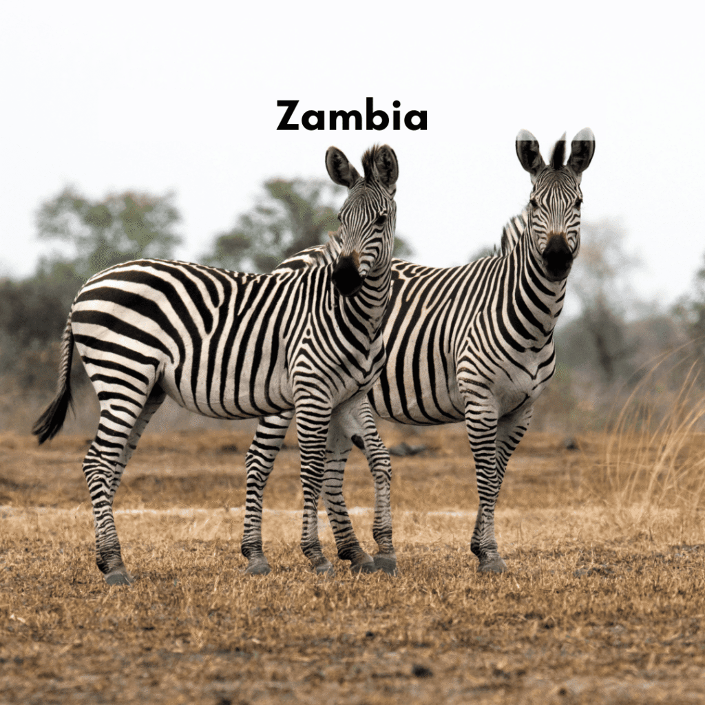 Zambia
