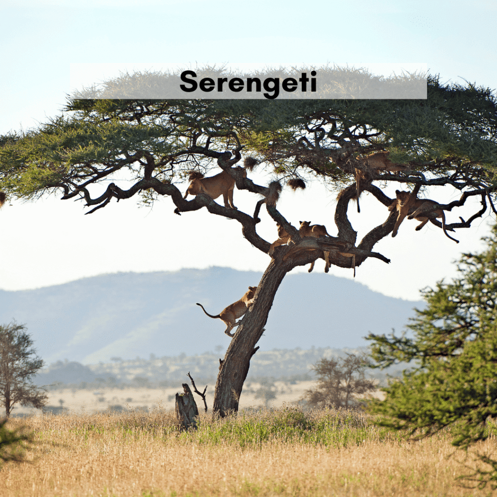 Serengeti