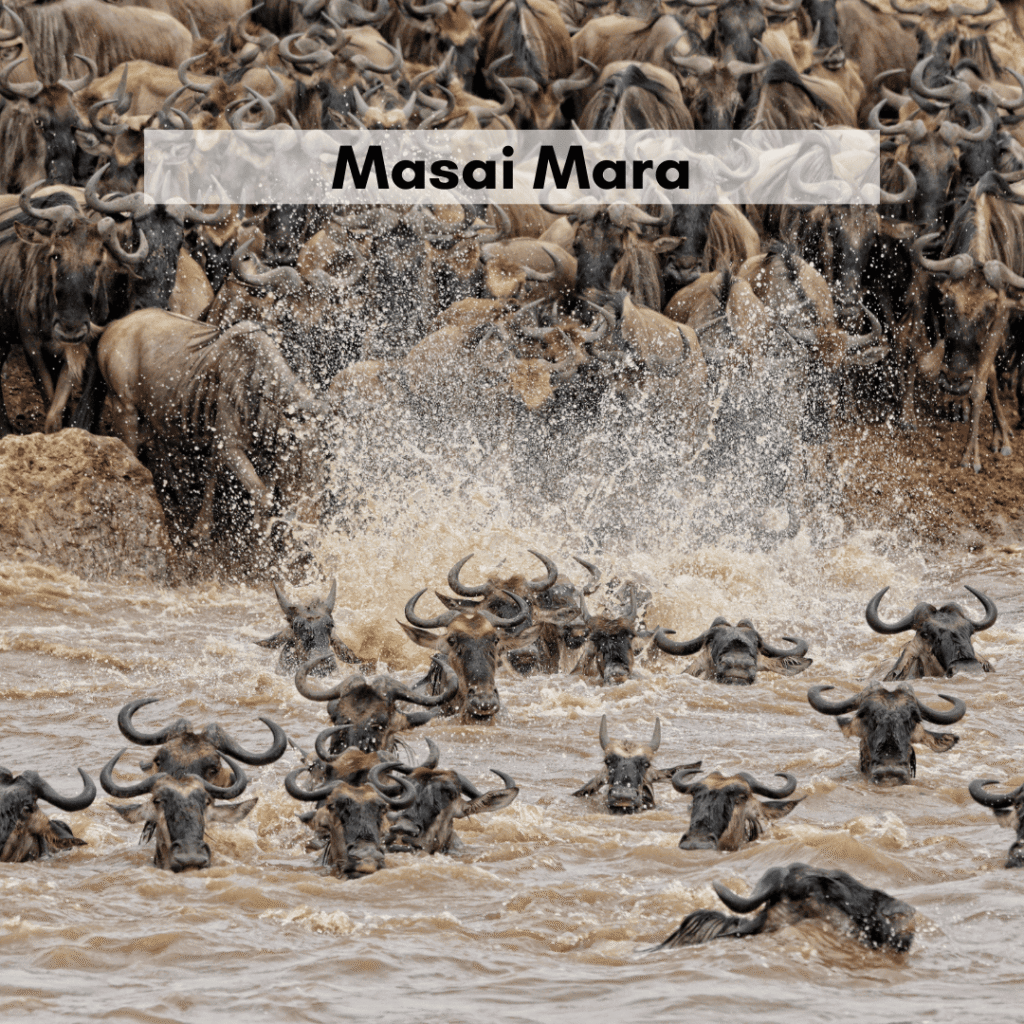 Masai Mara