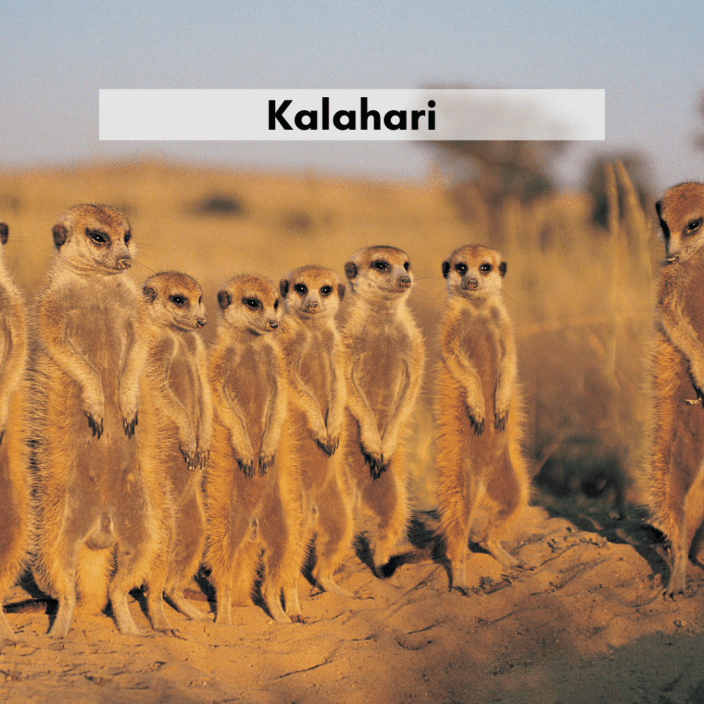 Kalahari
